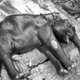 elephant bengal